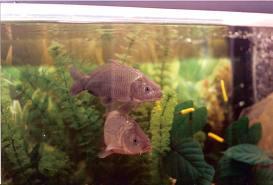 Interesant III :) - immmages.jpeg